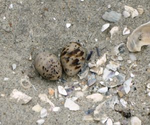 California least tern nest with two eggs decorated with shells