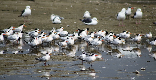 Seabird conservation -roosting flocks
