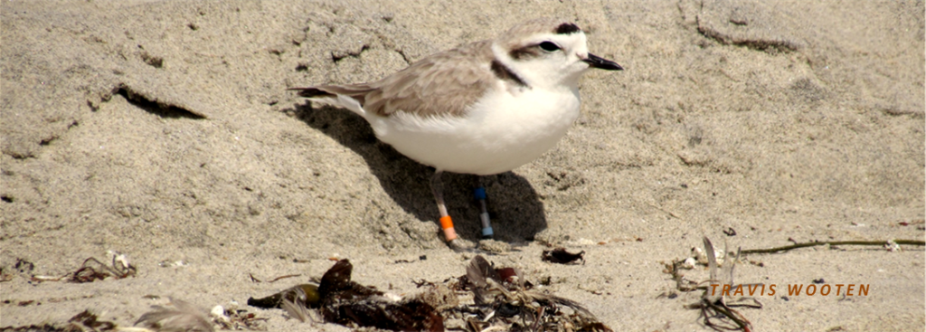 Banded plover Bsa:or from the Baja California peninsula.