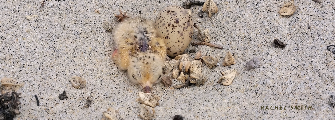 California Least Tern chick and egg